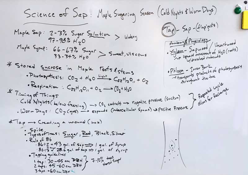 The Science of Maple Sap