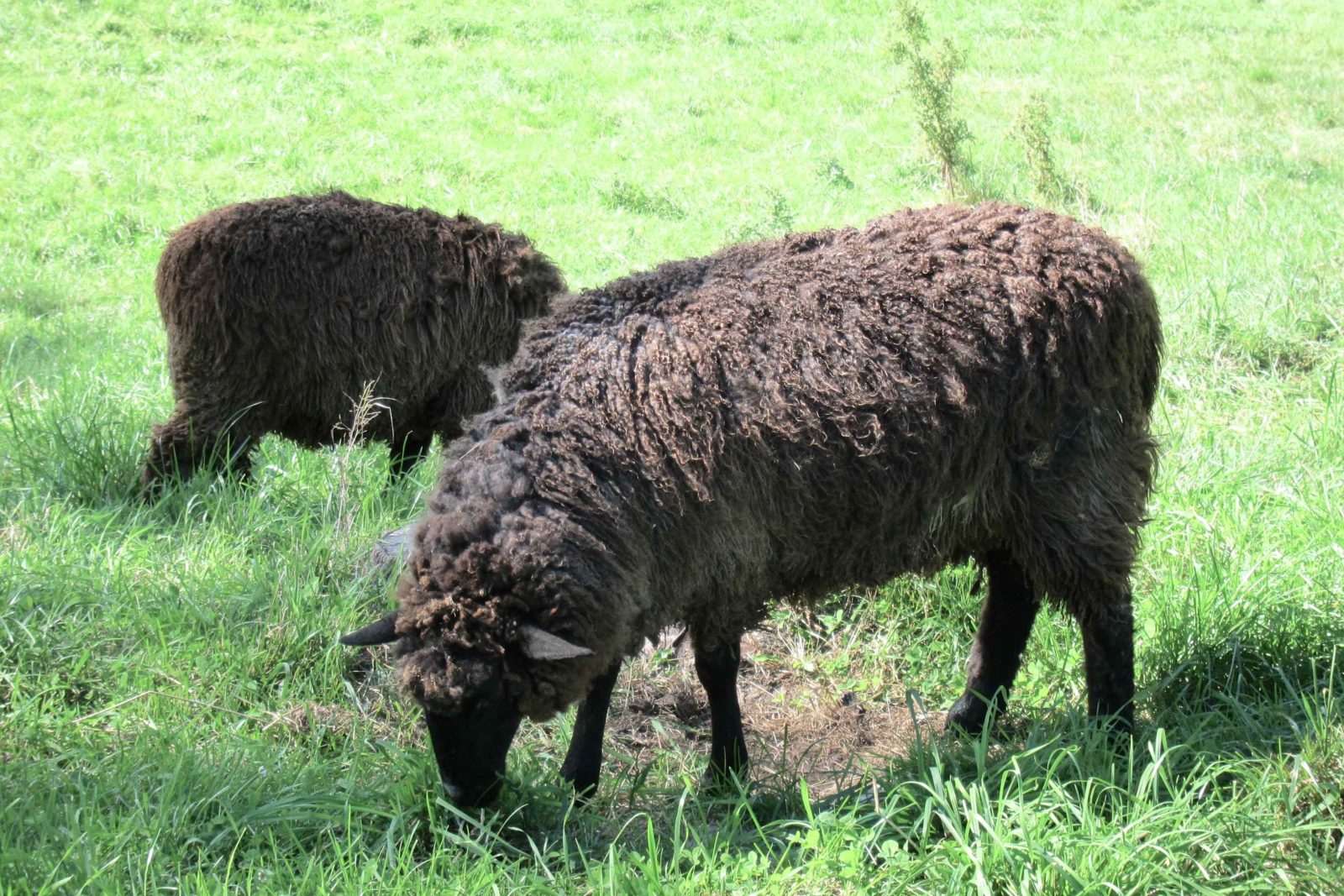 Congratulations to our Sheep Pelt Giveaway Winners! Chewonki