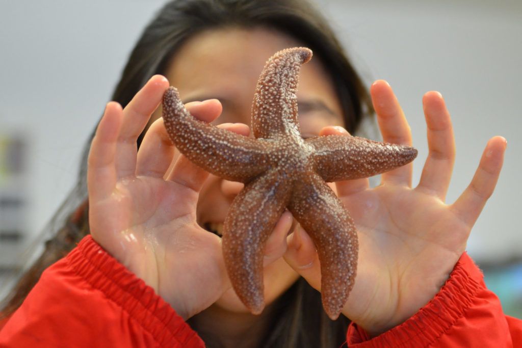 Starfish