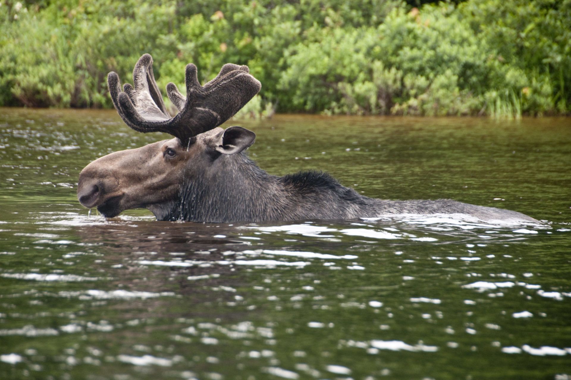 mammals-of-maine-chewonki