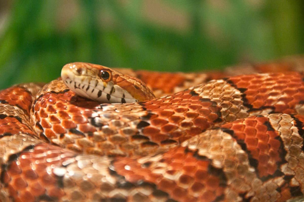 Scales and Tails with Chewonki