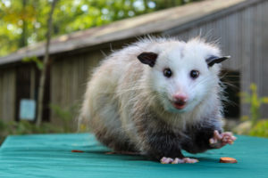 Ginny the Oppossum