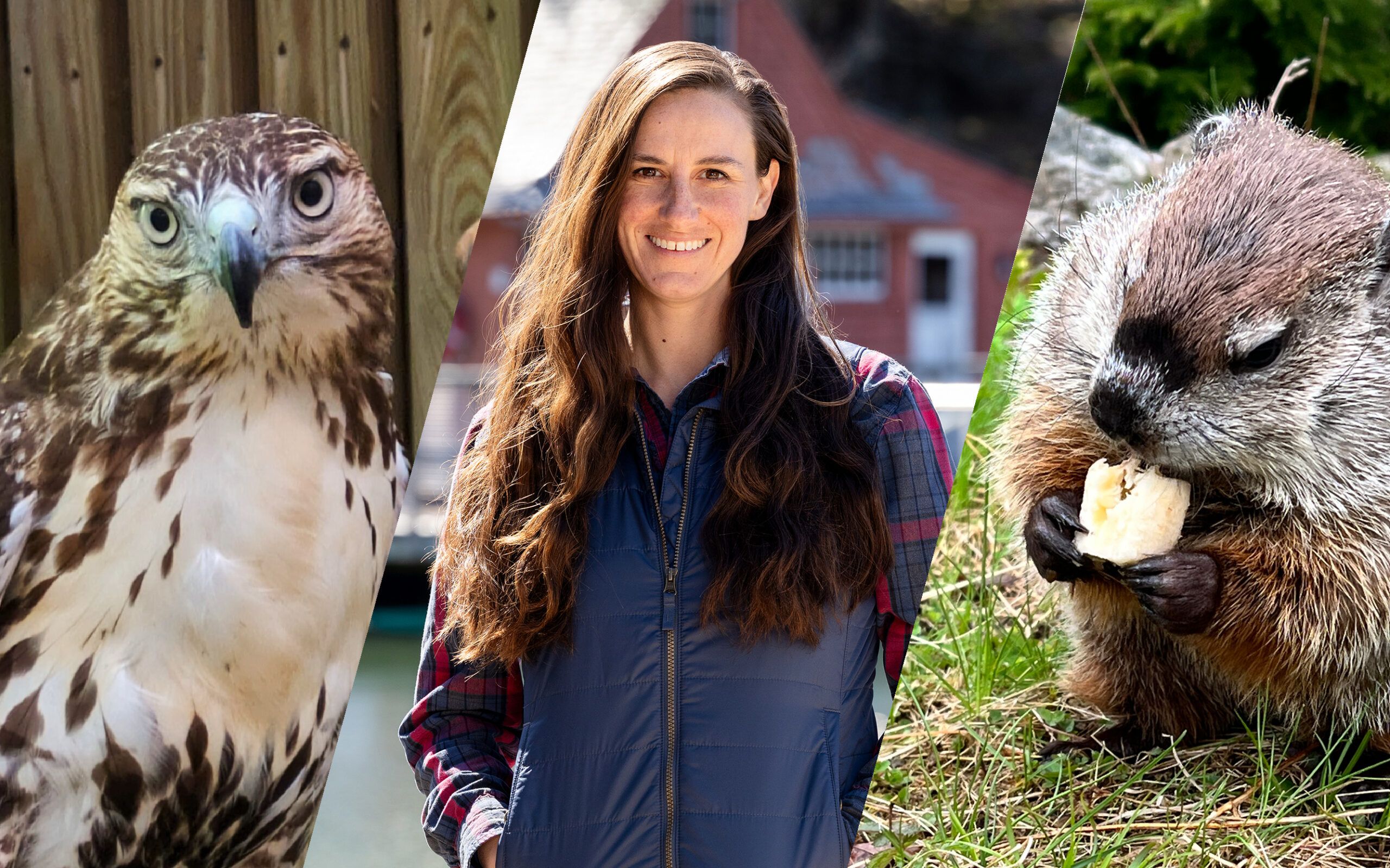 A Human Woodchuck And Red Tail Hawk Walk Into A Library Chewonki   TNHP Blog Header Image Scaled 