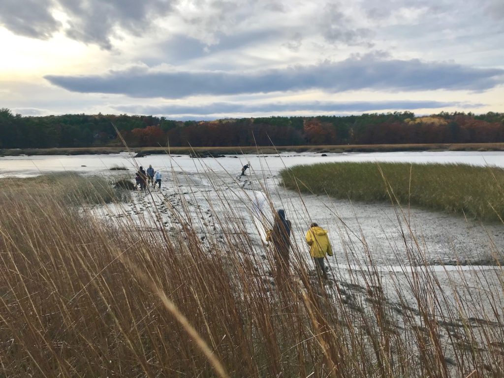 Students walk in the salt marsh